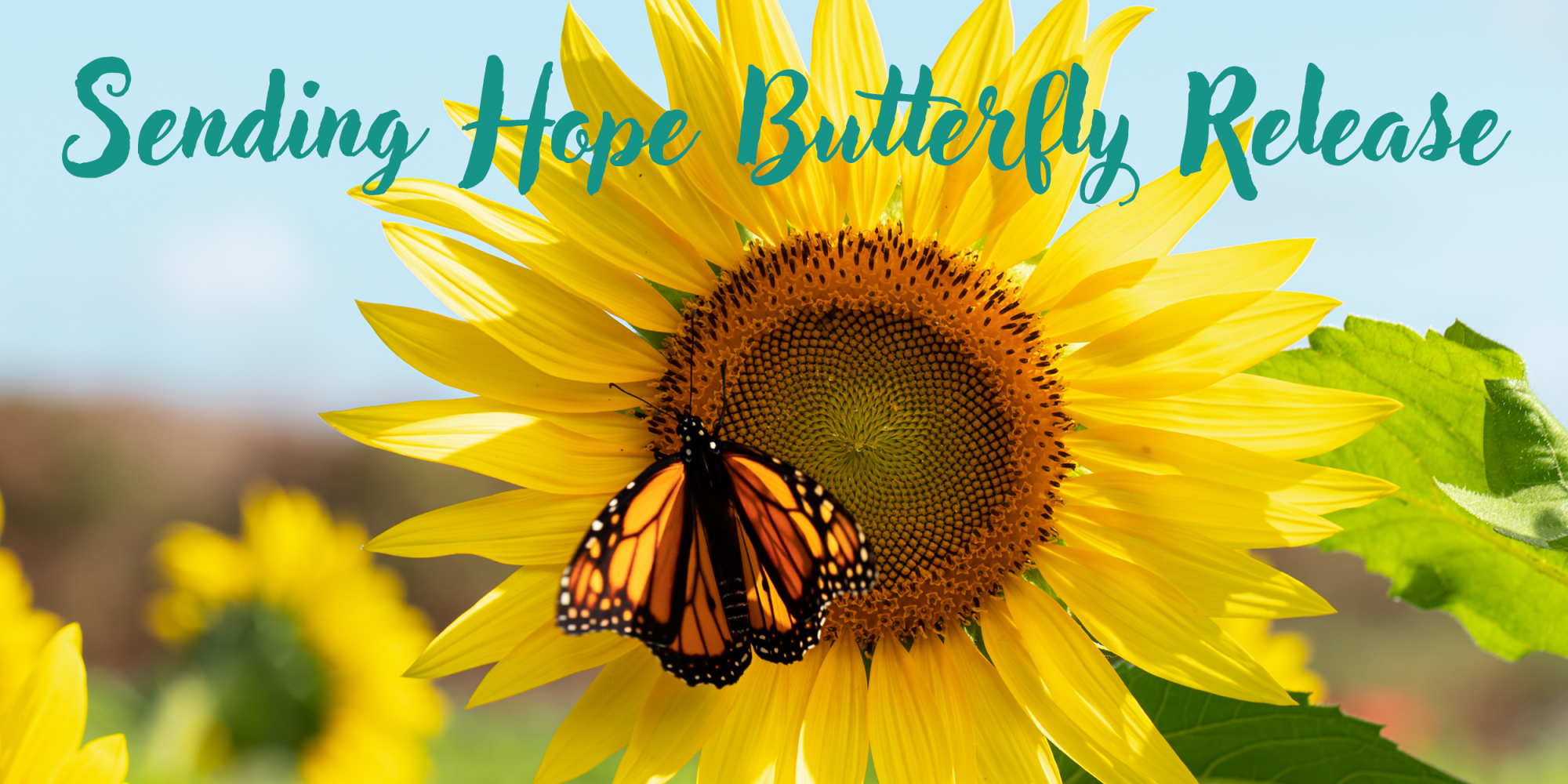 Sending Hope Butterfly Release, Sunflower and Monarch Butterfly